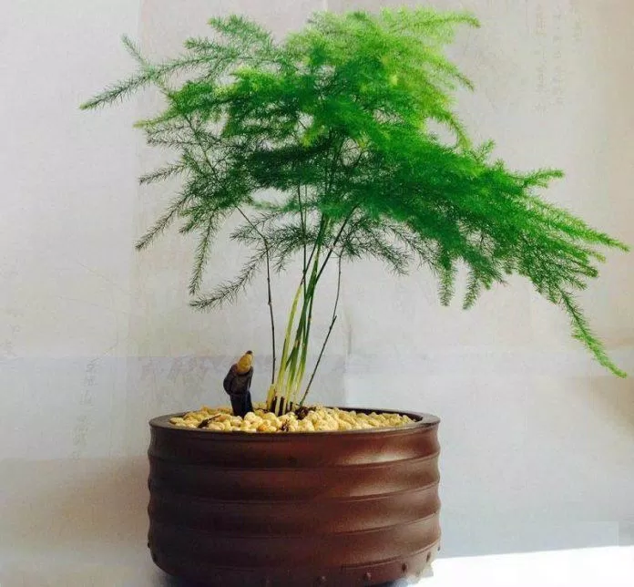 161 20+ cây trồng trong nhà đẹp, hợp phong thủy, lọc không khí tốt mới nhất 14 Thủy Tùng (Ảnh: Internet)