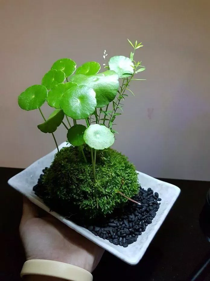 161 20+ cây trồng trong nhà đẹp, hợp phong thủy, lọc không khí tốt mới nhất 12 Cây trồng trong nhà tương thích với Mok (Ảnh: Internet)