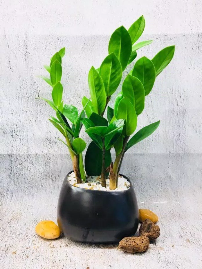 161 20+ cây trồng trong nhà đẹp, hợp phong thủy, lọc không khí tốt mới nhất 8 Cây cảnh trong nhà tương sinh với hành Kim (Ảnh: Internet)