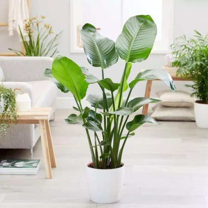 161 20+ cây trồng trong nhà đẹp, hợp phong thủy, lọc không khí tốt mới nhất 50 Cây chuối kiểng thuộc họ cây thiên điểu. (Ảnh: Internet)