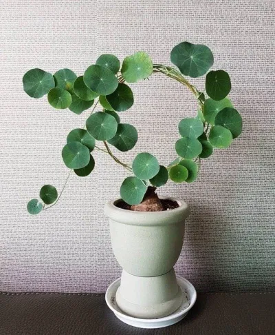 Củ bình vôi Thái (Ảnh: Internet)