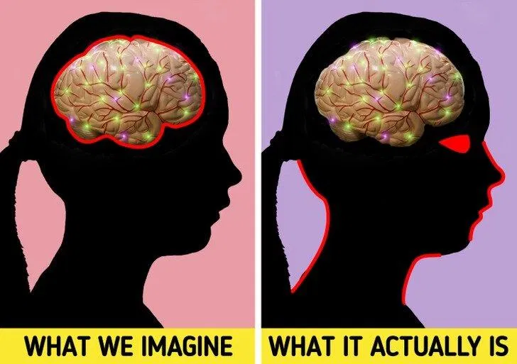 Sự thật nhiều người không biết về cơ thể con người (Ảnh: Internet)