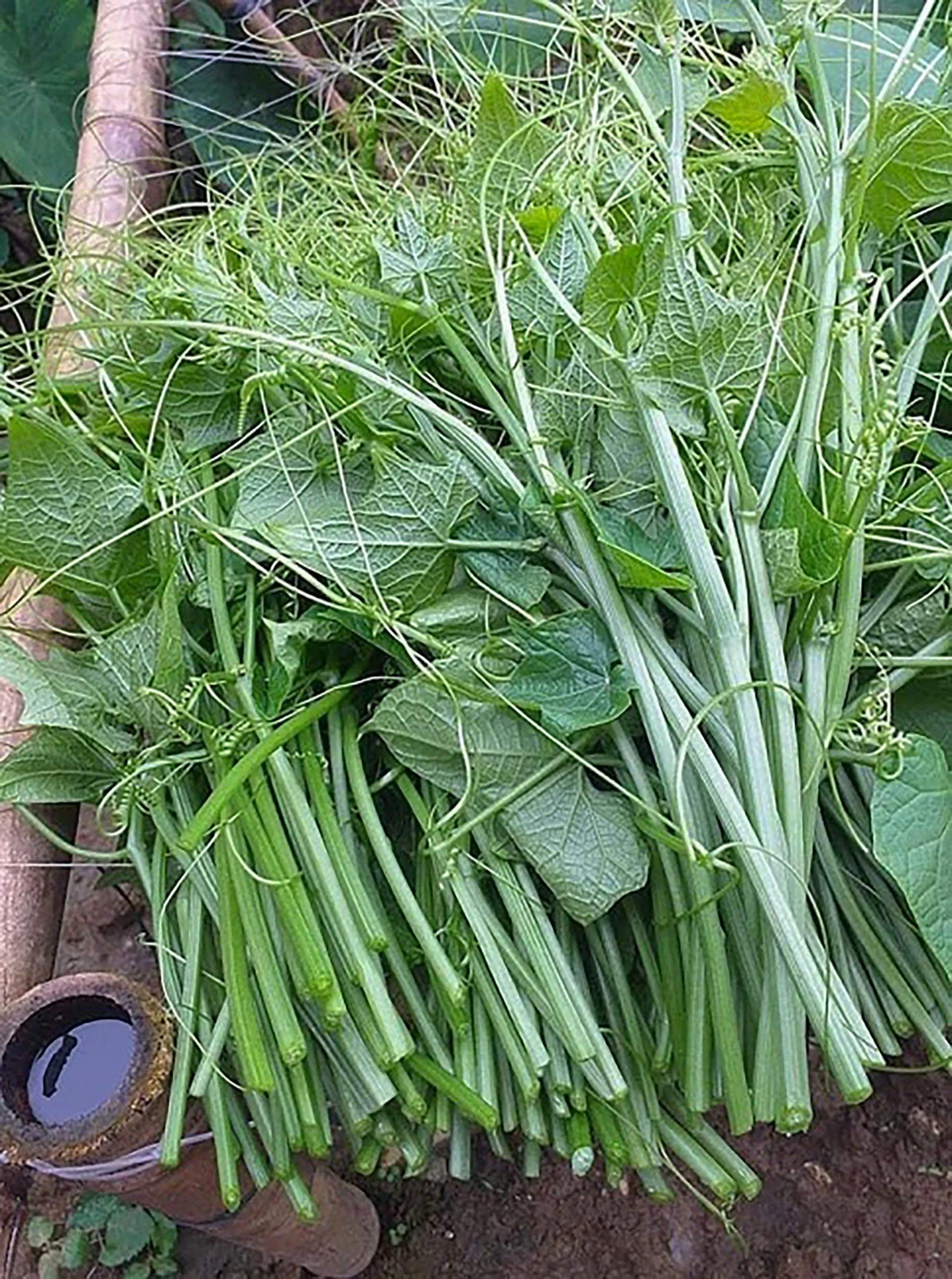 Ngọn su su đặc sản nổi tiếng Tam Đảo (Nguồn: Internet)