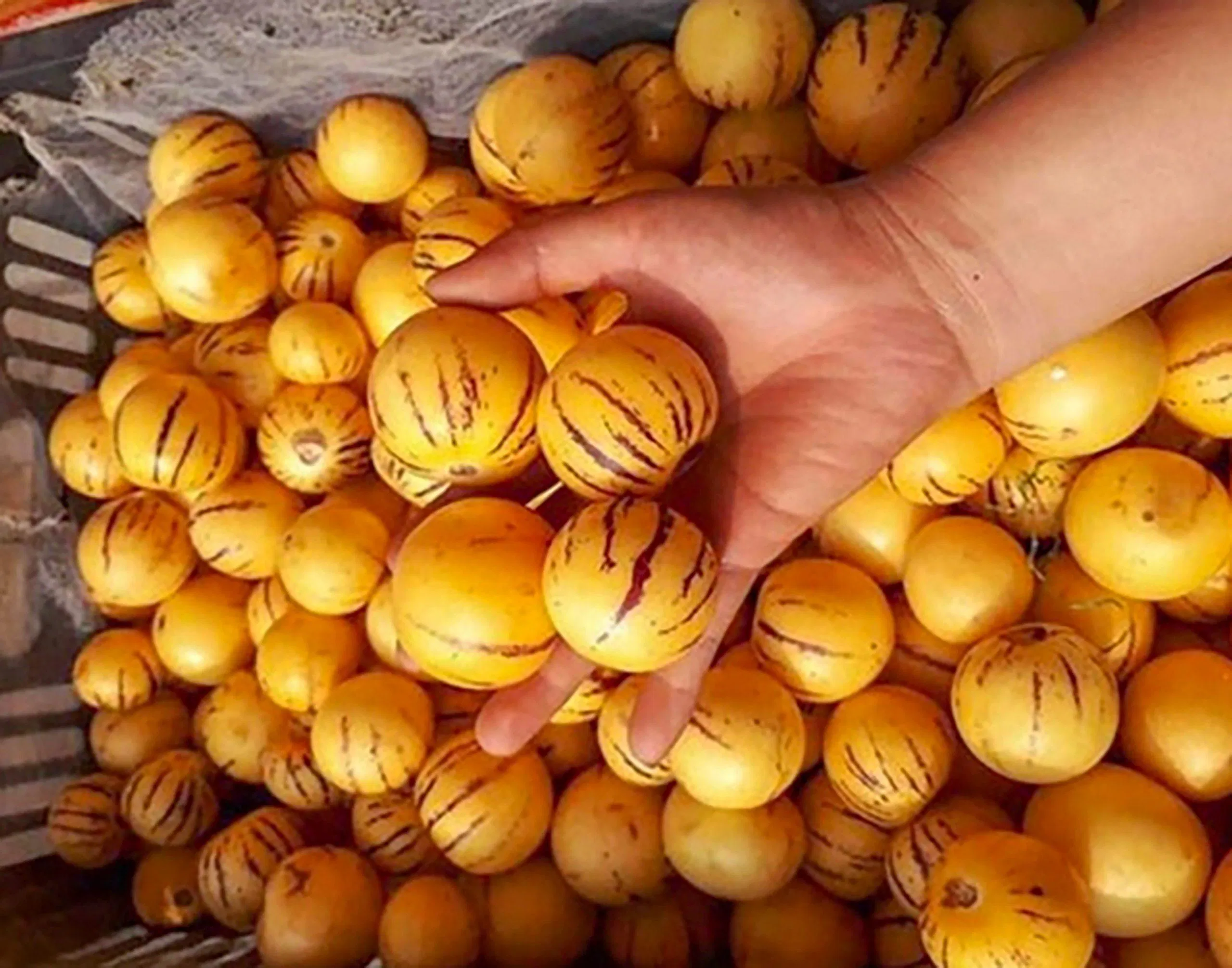 Sâm sữa Tam Đảo (Nguồn: Internet)