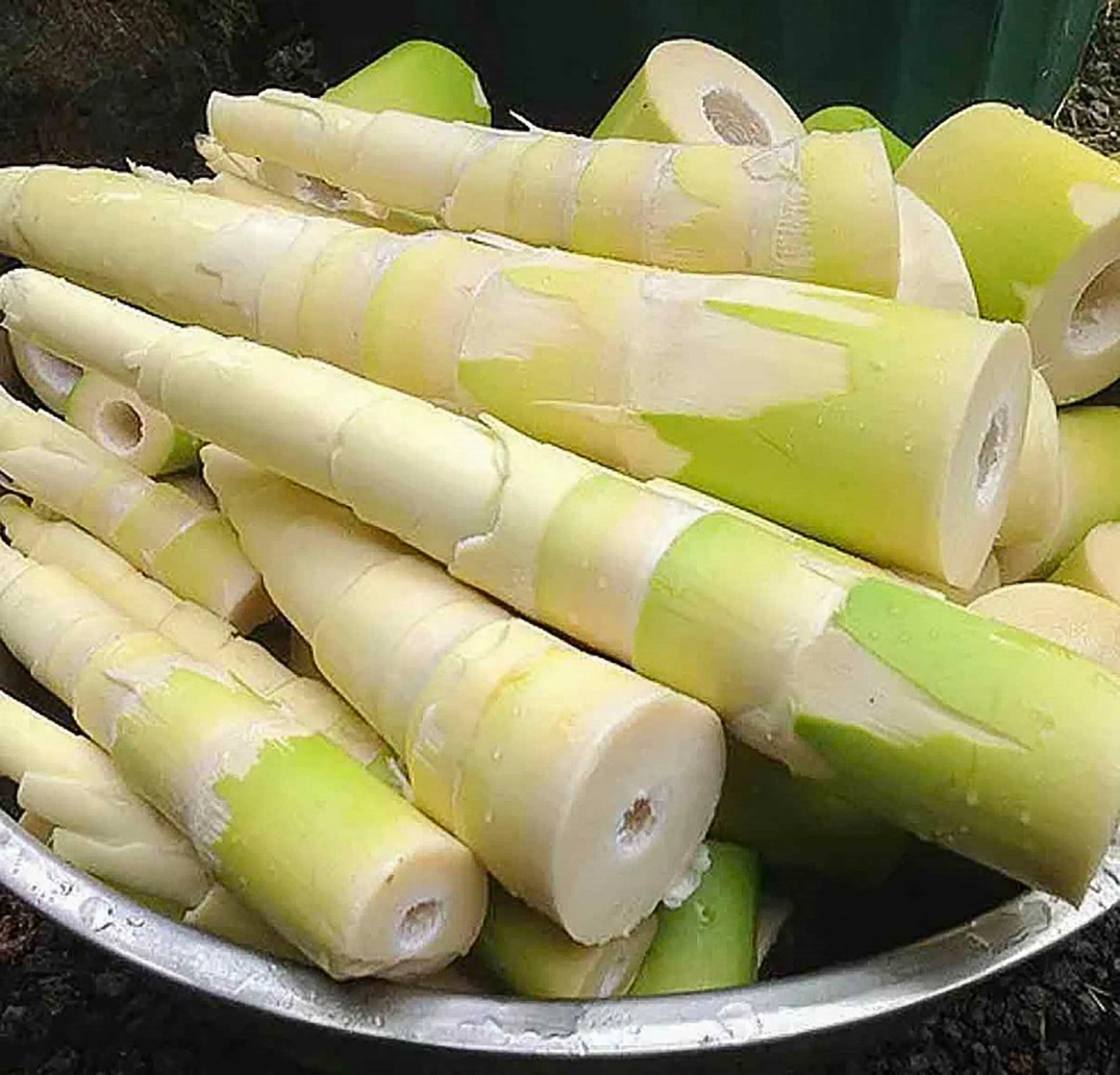 Măng rừng Tam Đảo (Nguồn: Internet)