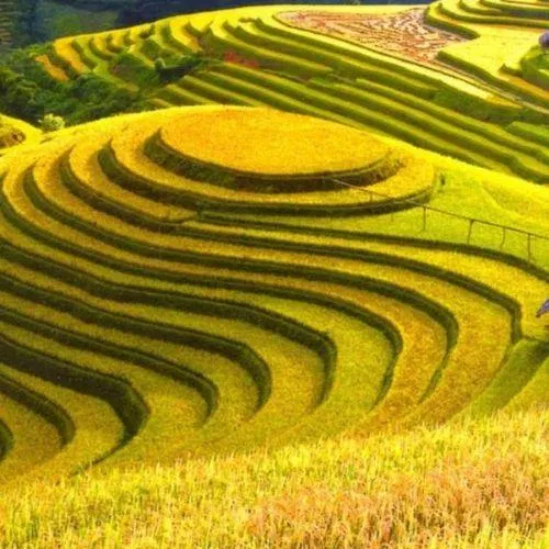 Ruộng bậc thang - di sản quốc gia Hoàng Su Phì. (Ảnh: Internet) Ruộng bậc thang - di sản quốc gia Hoàng Su Phì. (Ảnh: Internet)