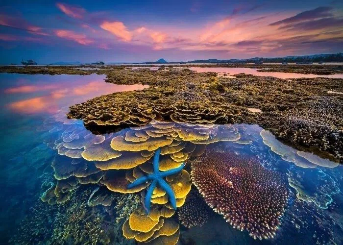 Hệ sinh thái san hô dưới góc chụp của nhiếp ảnh gia (Nguồn: Internet)