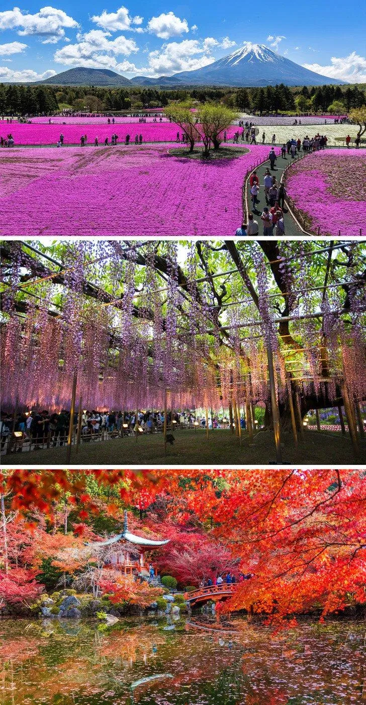 Những điều độc đáo về Nhật Bản (Ảnh: Internet)