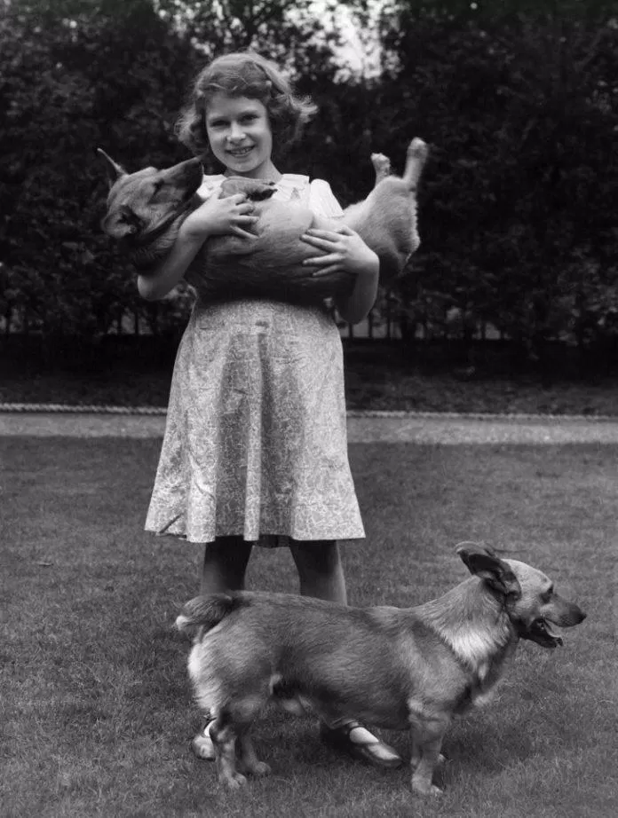 Nữ hoàng rất thích giống chó corgi (Ảnh: Internet)