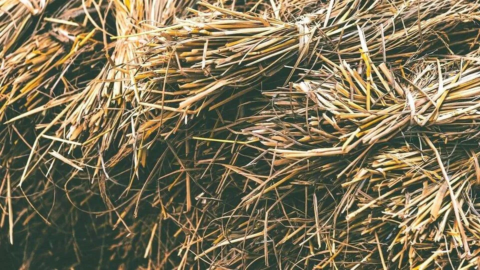 Giá trị của cọng rơm phụ thuộc vào thứ mà nó đi cùng (Ảnh: Internet) Giá trị của cọng rơm phụ thuộc vào thứ mà nó đi cùng (Ảnh: Internet)