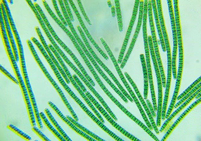 Vi khuẩn Cyanobacterium (Nguồn: Internet).