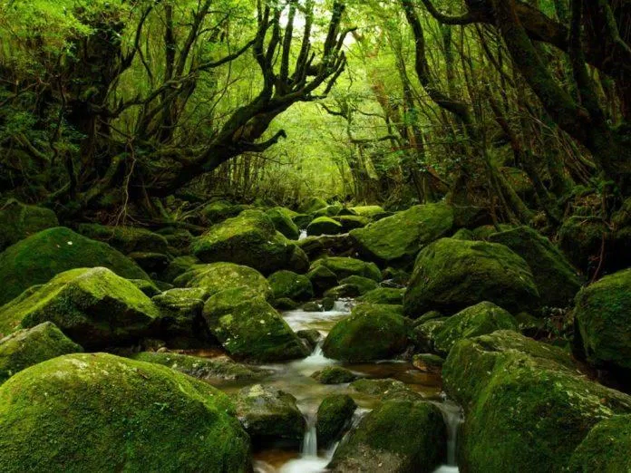 Yakushima (Nguồn: Internet) Yakushima (Nguồn: Internet)