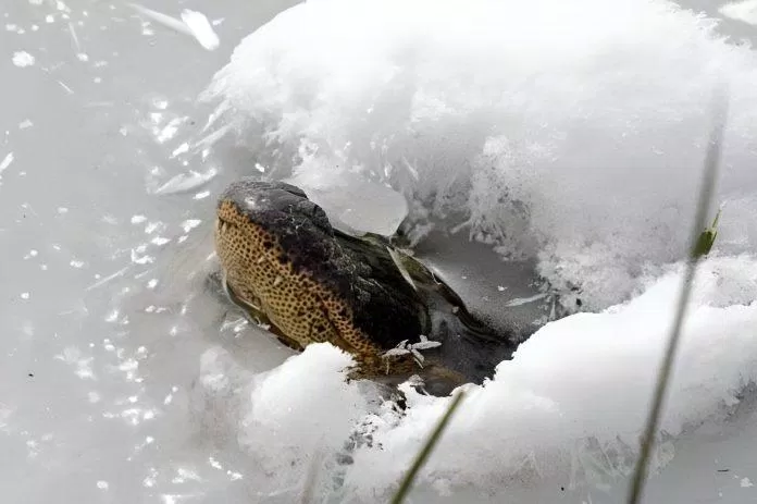 Hình ảnh ghi nhận cách sinh tồn đặc biệt của loài cá sấu trong mùa đông: Vùi mình vào băng, thò mũi lên mặt băng để thở. Ảnh: Internet