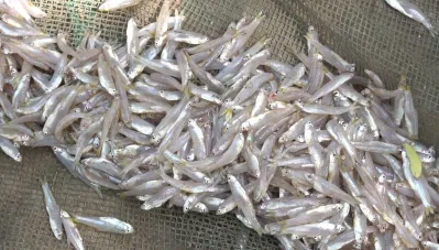 Cá cơm dù có kích thước nhỏ bé nhưng lại rất giàu Omega-3 (Ảnh: Internet) Cá cơm dù có kích thước nhỏ bé nhưng lại rất giàu Omega-3 (Ảnh: Internet)
