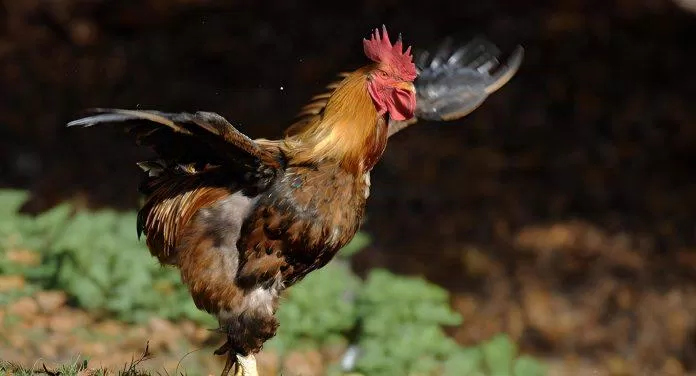 Chuyến bay dài nhất của một con gà được ghi nhận là 13 giây. Ảnh: Internet