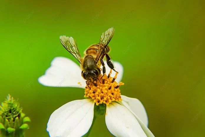 Một con ong cần ghé thăm hơn 4.000 bông hoa mới có 1 thìa mật. Ảnh: Internet