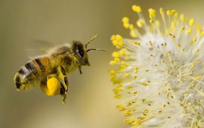 Đó là lý do vì sao loài ong gắn với đặc tính "cần cù", "chăm chỉ". Ảnh: Internet