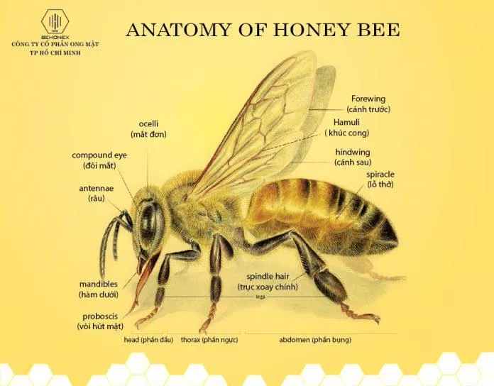 Cấu trúc của loài ong rất đặc biệt nhằm thích nghi với đời sống của chúng. Ảnh: Internet
