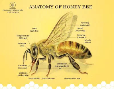 Cấu trúc của loài ong rất đặc biệt nhằm thích nghi với đời sống của chúng. Ảnh: Internet