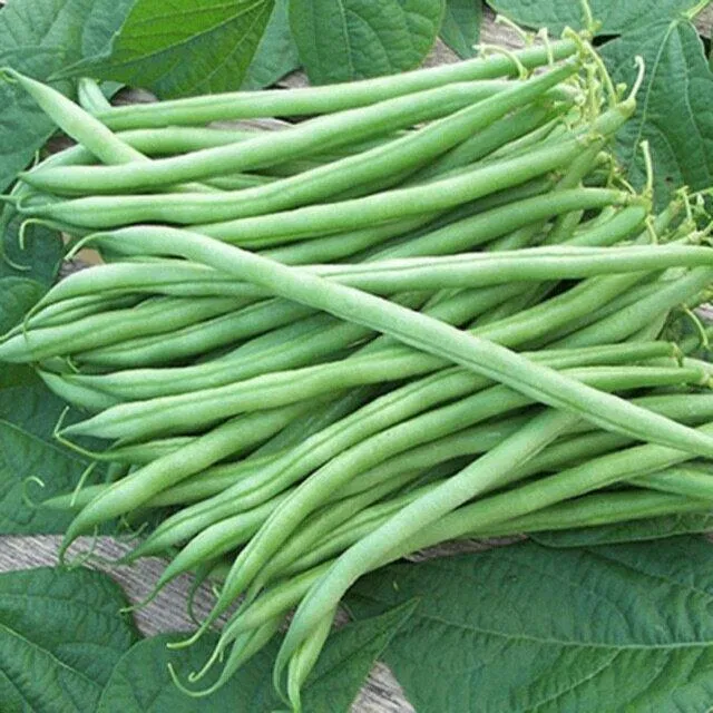 Các loại đậu như đậu que đều chứa nhiều dinh dưỡng tốt cho sức khỏe (Ảnh: Internet) Các loại đậu như đậu que đều chứa nhiều dinh dưỡng tốt cho sức khỏe (Ảnh: Internet)