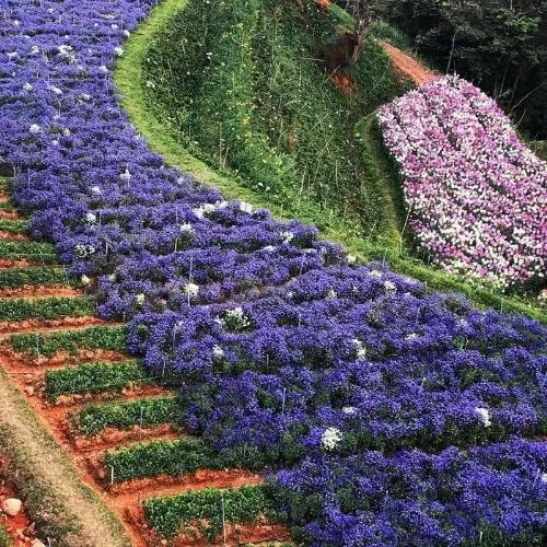Những luống hoa khoe sắc tại cánh đồng hoa F Đà Lạt. (Nguồn: Internet)