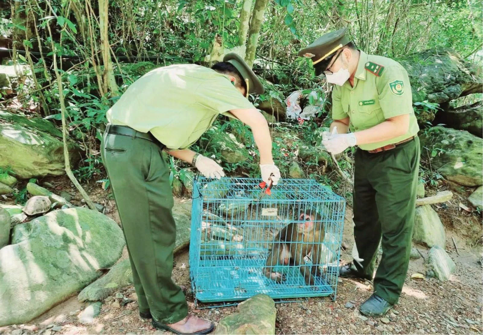 Các nỗ lực có sự quan tâm hơn đến vấn đề động vật hoang dã nhưng dường như là chưa đủ. (Ảnh: Internet)