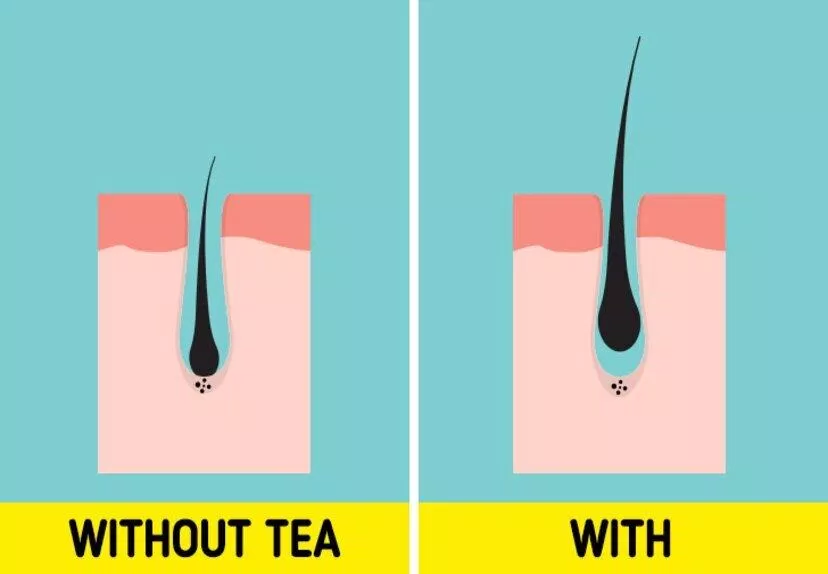 Có thể bạn không tin nhưng trà thực sự có lợi cho tóc đấy (Ảnh: Internet)
