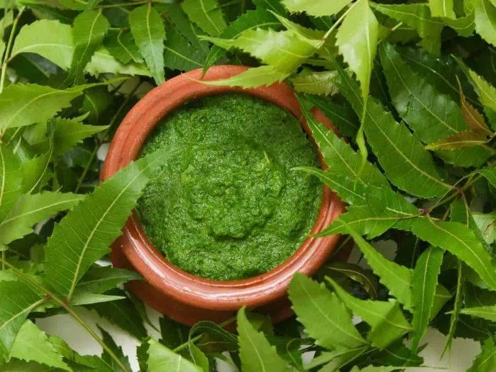 Lá neem được coi là thần dược trong y học cổ truyền Ấn Độ (Ảnh: Internet)