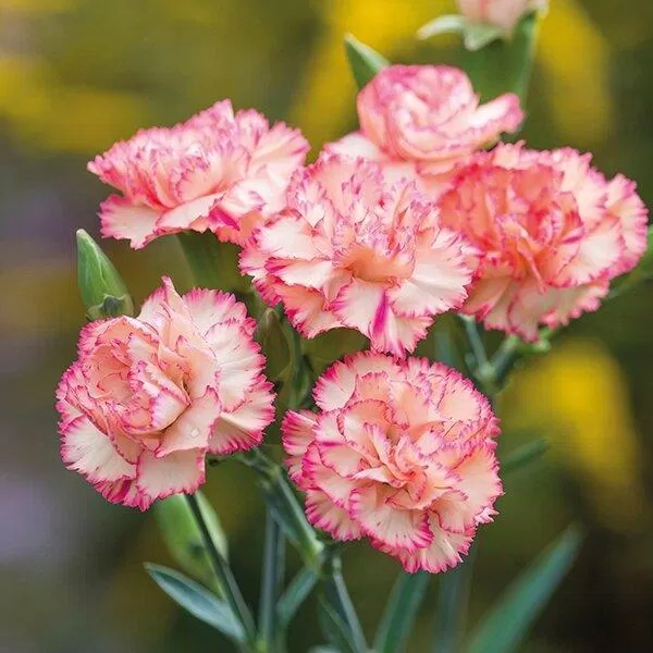 Hoa cẩm chướng hồng (ảnh: internet)