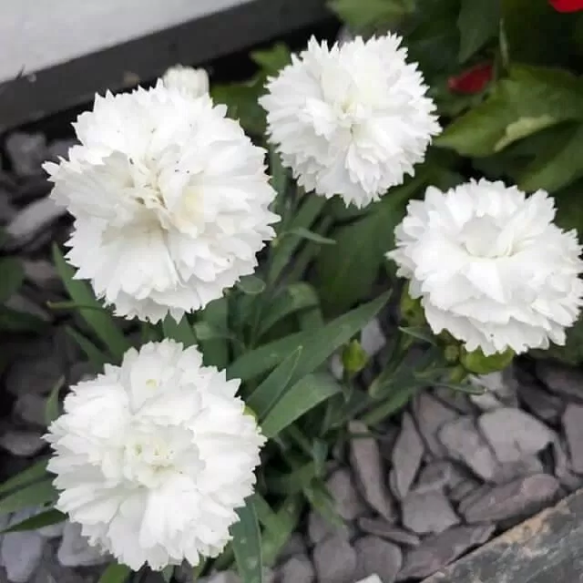 Hoa cẩm chướng trắng (Ảnh: internet)