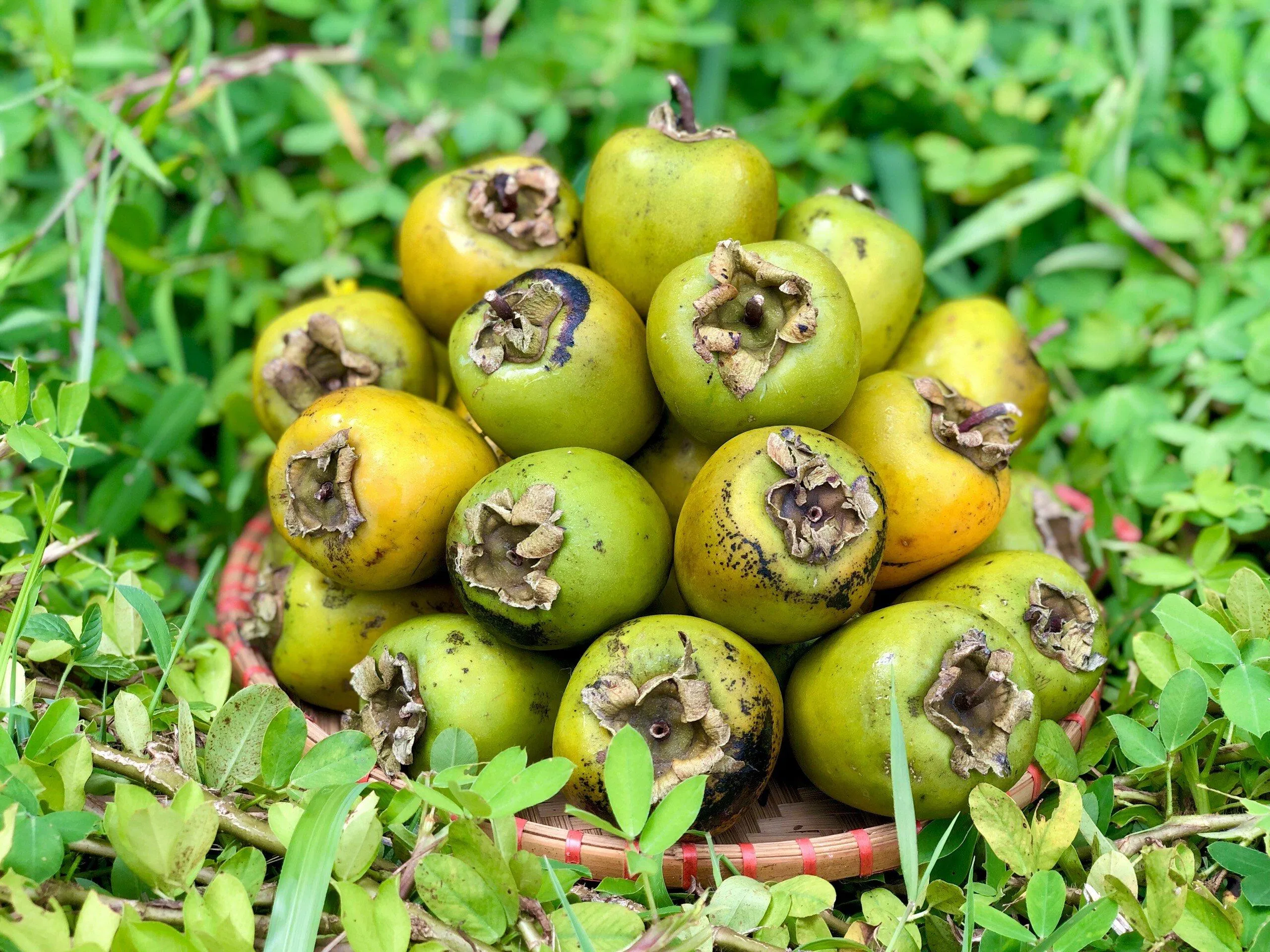 Hồng tiến vua