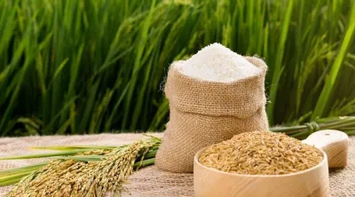 Rượu nếp cái hoa vàng