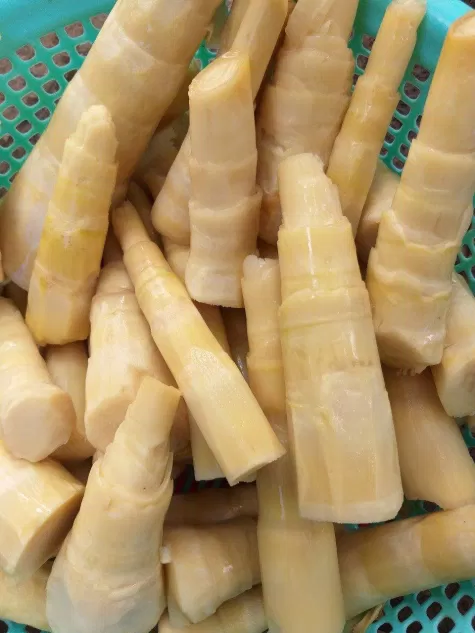 Măng đắng Ngàn Me có độ giòn và vị ngọt, hợp với chế biến nhiều loại món ăn. (Nguồn ảnh: Internet) Măng đắng Ngàn Me có độ giòn và vị ngọt, hợp với chế biến nhiều loại món ăn. (Nguồn ảnh: Internet)
