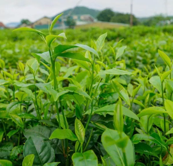 Những vườn chè xanh mướt phủ khắp Thái Nguyên. (Nguồn ảnh: Internet) Những vườn chè xanh mướt phủ khắp Thái Nguyên. (Nguồn ảnh: Internet)