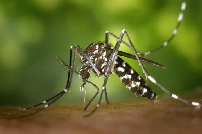 Hình ảnh muỗi vằn Aedes aegypti (Nguồn: Internet)