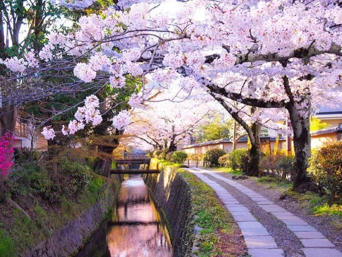 Hoa anh đào ở Kyoto (Nguồn: Internet)