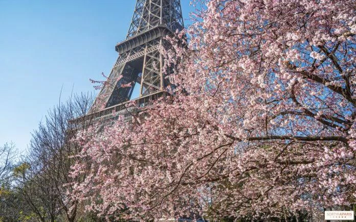 Hoa anh đào ở Paris, nước Pháp (Nguồn: Internet)