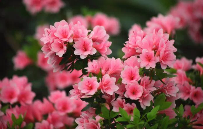 Hoa đỗ quyên hồng (ảnh: internet)