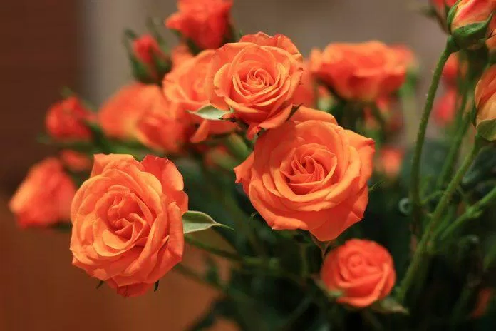 Hoa hồng cam (ảnh: internet)