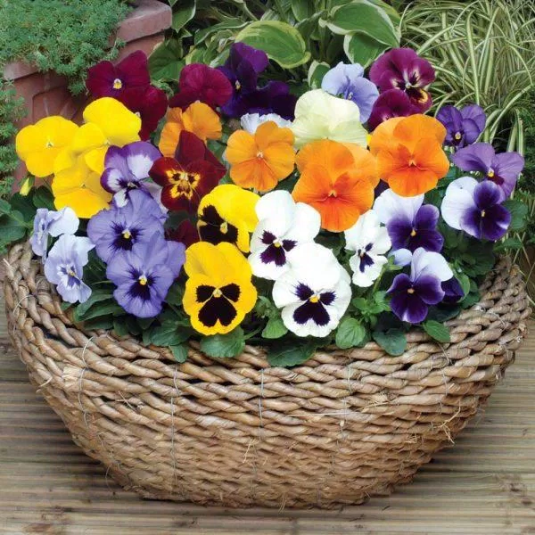 Hoa pansy (ảnh: internet)