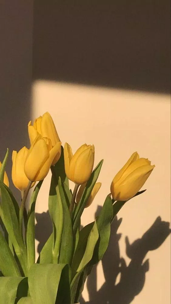 Hoa tulip (ảnh: internet)