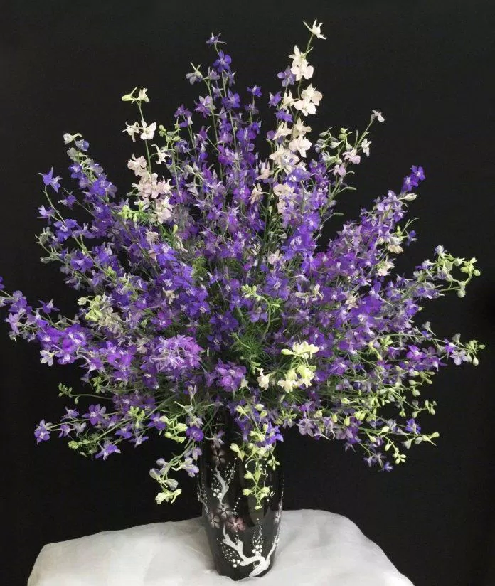 Hoa violet (ảnh: internet)