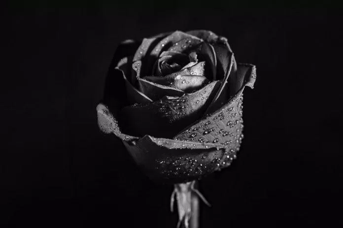 Hoa hồng đen (ảnh: internet)
