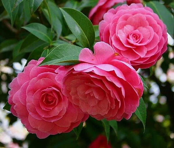 Hoa hồng trà (ảnh: internet)
