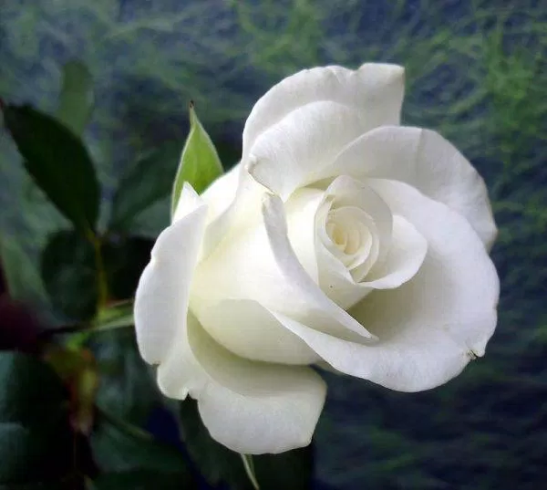 Hoa hồng trắng (ảnh: internet)