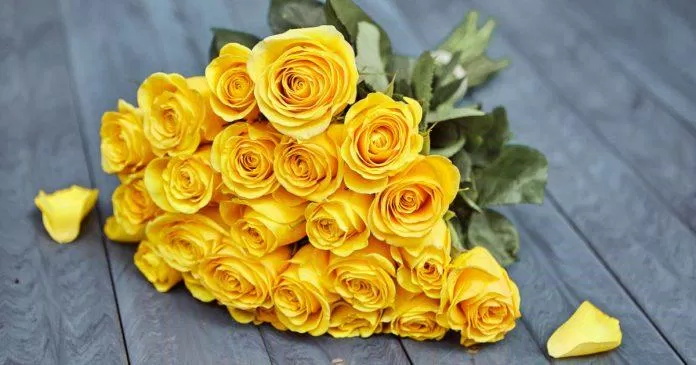Hoa hồng vàng (ảnh: internet)