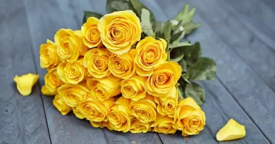Hoa hồng vàng (ảnh: internet)