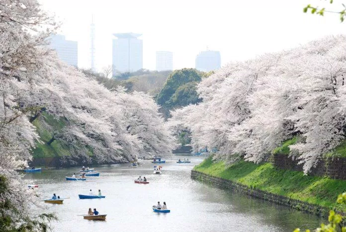 Ngắm hoa anh đào ở Tokyo, Nhật Bản (Nguồn: Internet)