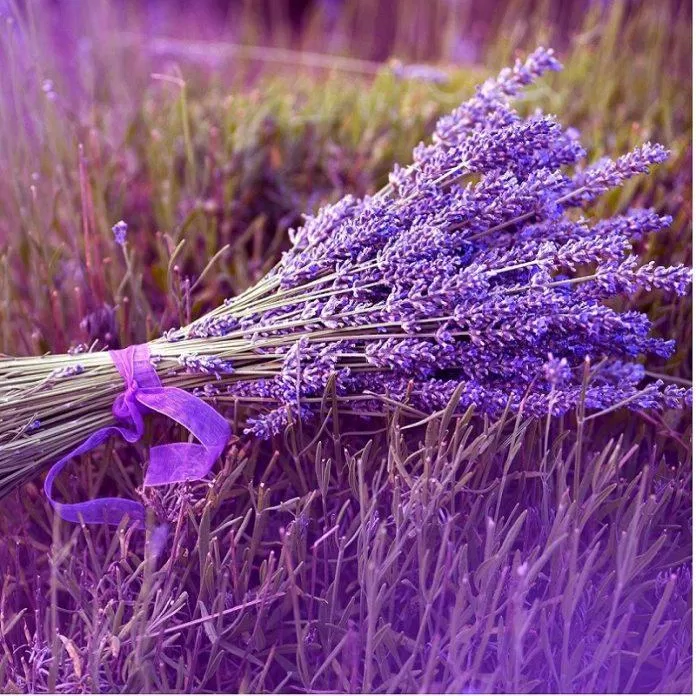 Hoa oải hương (ảnh: internet)
