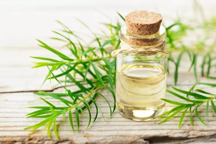 Tràm trà chứa chất chống oxy hóa giúp kháng khuẩn và ngăn ngừa những tác nhân gây mụn cực kỳ hiệu quả (Ảnh: Internet). Tràm trà chứa chất chống oxy hóa giúp kháng khuẩn và ngăn ngừa những tác nhân gây mụn cực kỳ hiệu quả (Ảnh: Internet).